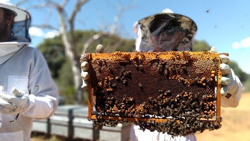 Bee Week 2024 (I): conciertos y sostenibilidad en Madrid