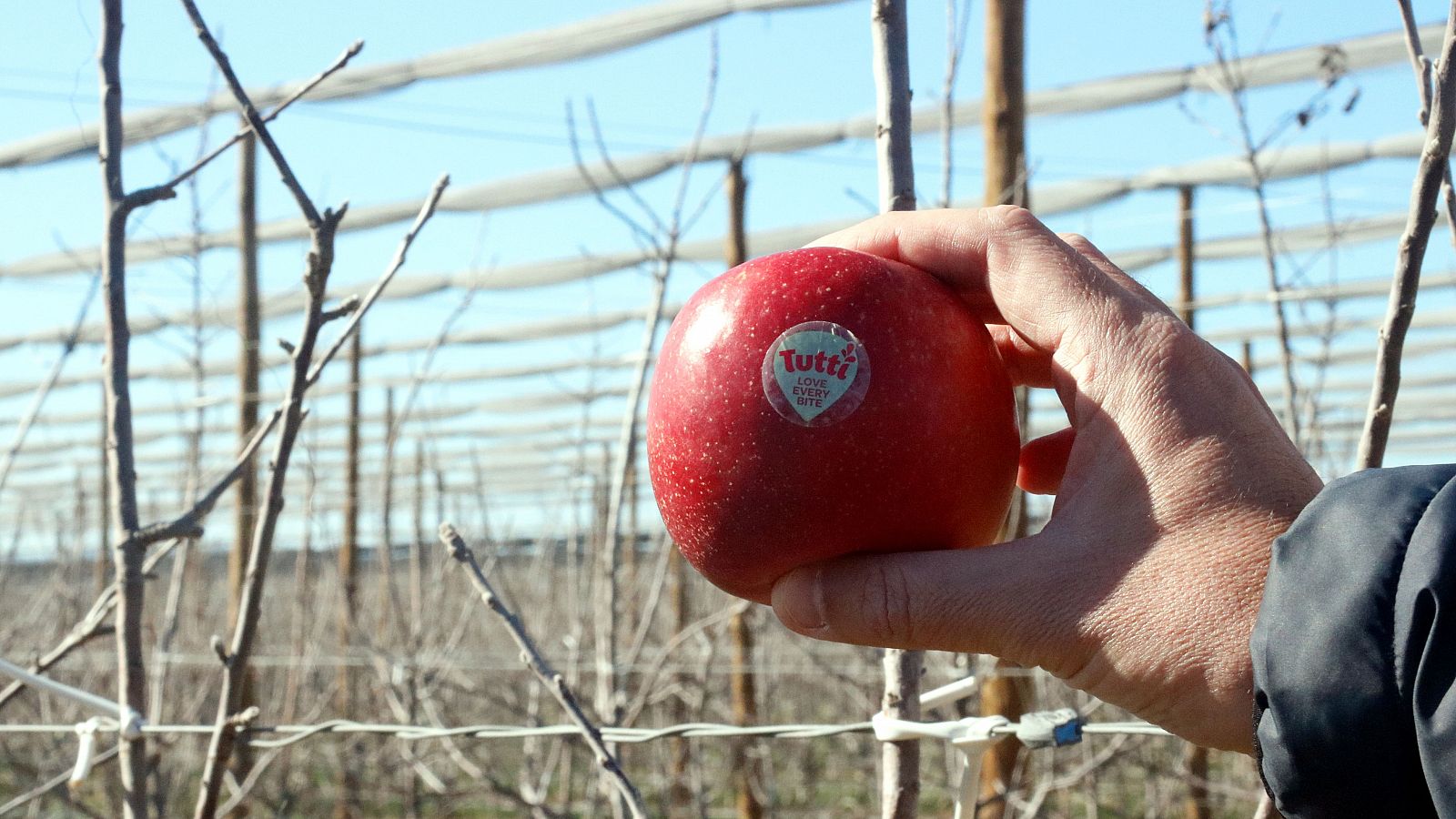 Arriba al mercat una nova varietat de poma adaptada al canvi climàtic | Gemma Esteba