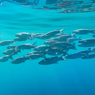 Españoles en la mar