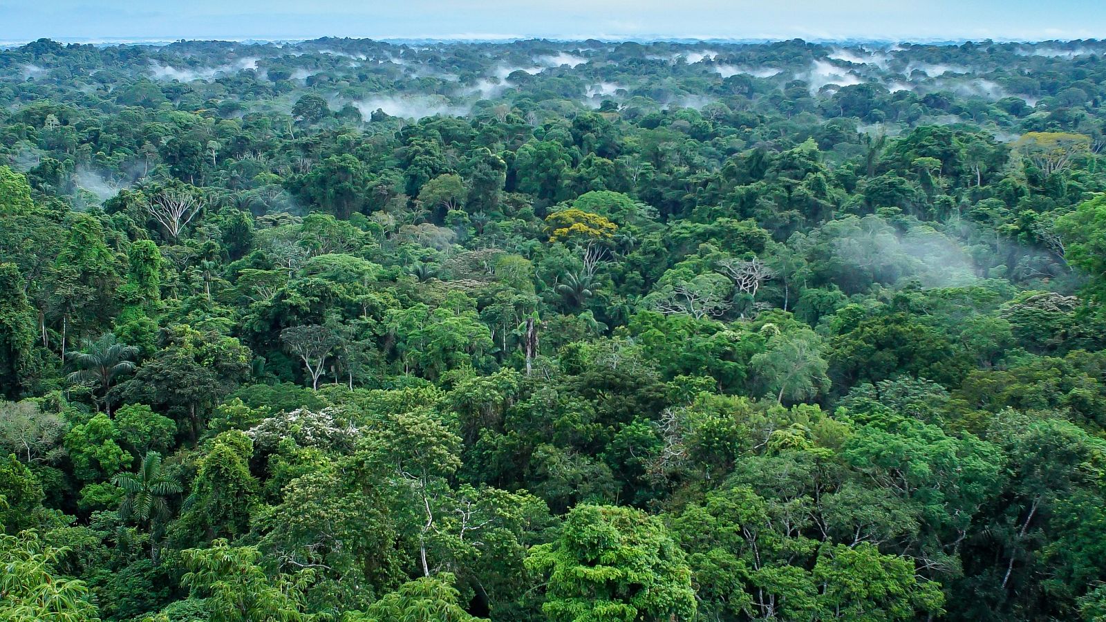 Más cerca - Sentinel: control del estado de los bosques desde el espacio - Escuchar ahora