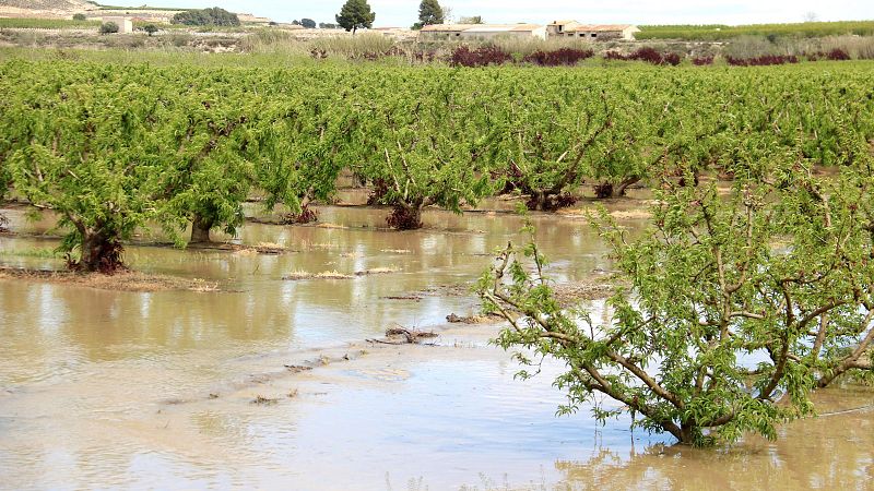 La crescuda del riu Cinca per les pluges inunda camps fruiters de Massalcoreig | Pepa Sangenís