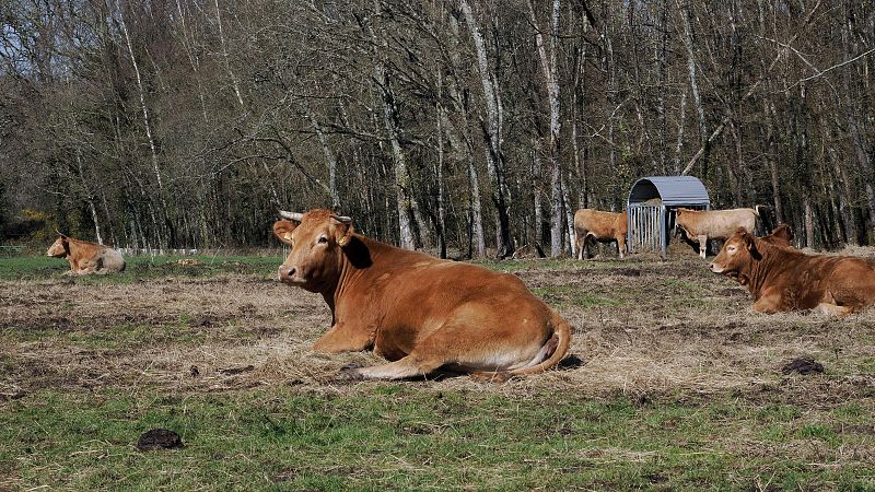 Cinco continentes - El modelo alimentario occidental fomenta el producto animal - Escuchar ahora