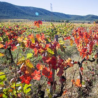 Un país de vino