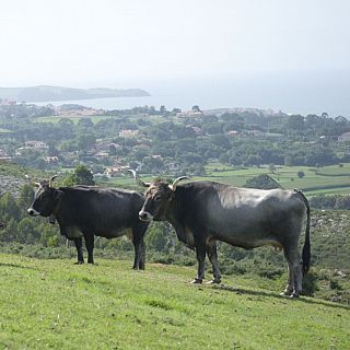 La tudanca de Cantabria, la vaca feliz