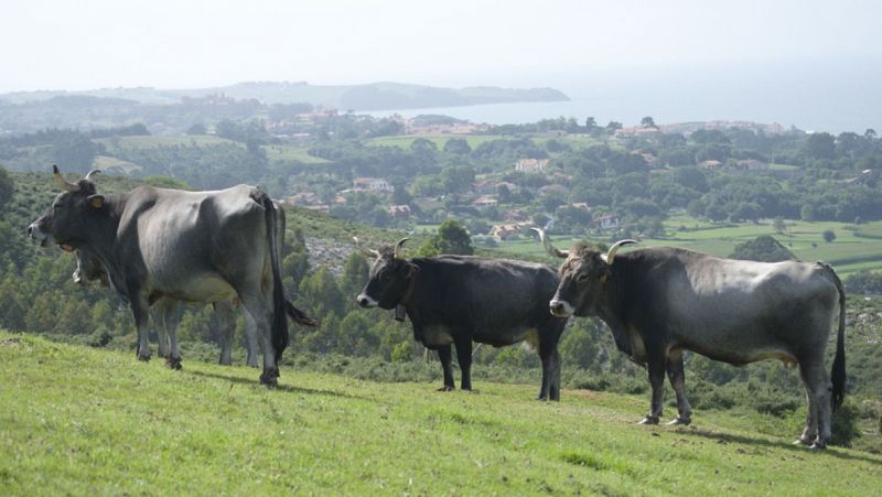 En clave turismo - La tudanca de Cantabria, la vaca feliz - 03/04/24 - Escuchar ahora