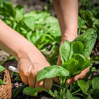 Alimento y salud