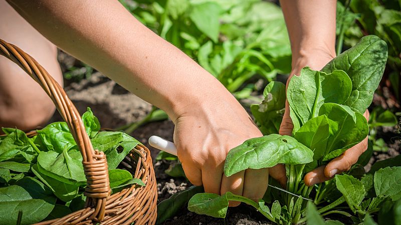 Alimento y salud - Piel sana. La acedera - 07/04/24 - Escuchar ahora