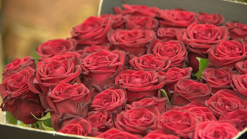 Es preveu vendre 7 milions de roses per Sant Jordi, un milió més que l'any passat | Marga Esparza