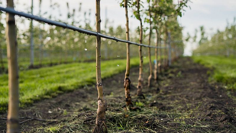 Los episodios de calor en primavera hacen estragos en las cosechas de papas - Escuchar ahora