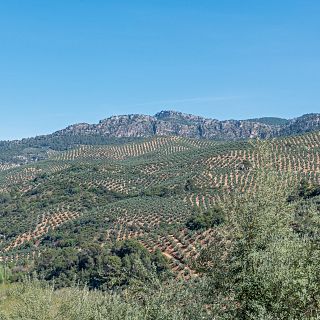 El olivar andaluz. ¿Patrimonio de todos?