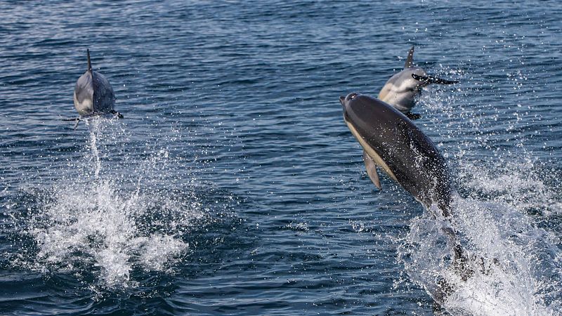 Setúbal (IV): Convento de Jesús y los golfinhos (delfines)