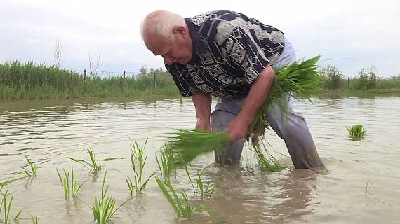 Arrenca la campanya de reg als camps d'arrs del Delta de l'Ebre