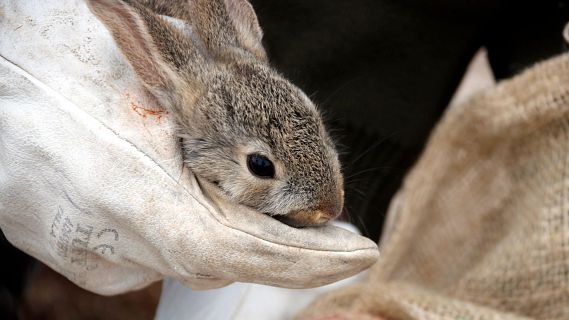 Els pagesos afectats per la plaga de conills, satisfets amb la bateria de mesures del Govern