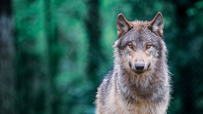 La hora azul - En la piel del lobo - 25/04/24 - escuchar ahora