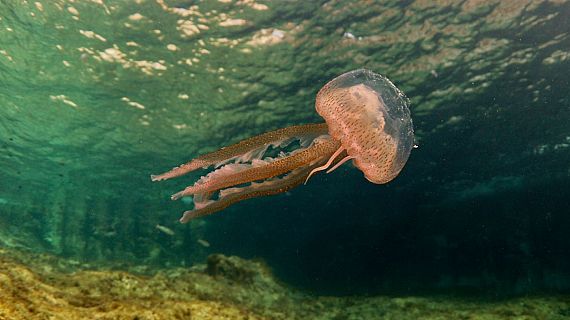 La calor i la sequera fan preveure un increment de la presncia de meduses