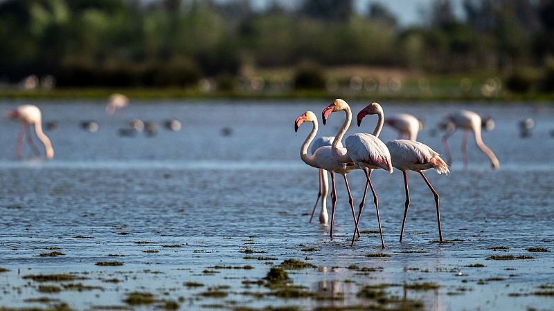 En clave turismo - El flamenco, el ave rosada m�s bella de nuestros humedales - 30/04/24 - Escuchar ahora