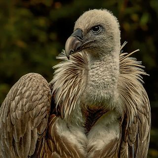 El gallo que no cesa