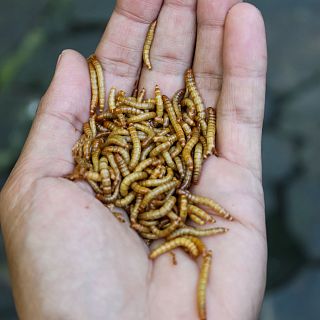 La mayor granja de insectos del mundo estar en Espaa