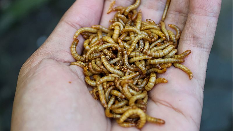 Marca España - La mayor granja de insectos del mundo estará en España - 06/05/24 - Escuchar ahora