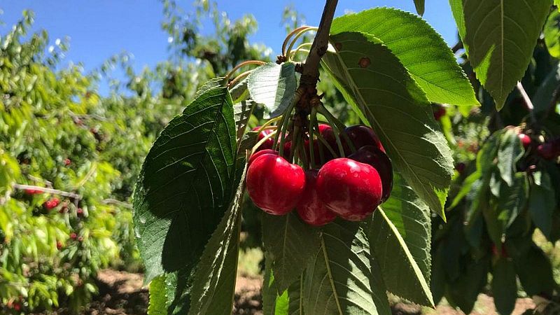 Les pluges malmeten la collita de cireres al Baix Segre fins a un 70% | Pepa Sangenís