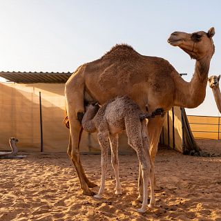 La granja camellar más grande de Europa está en España