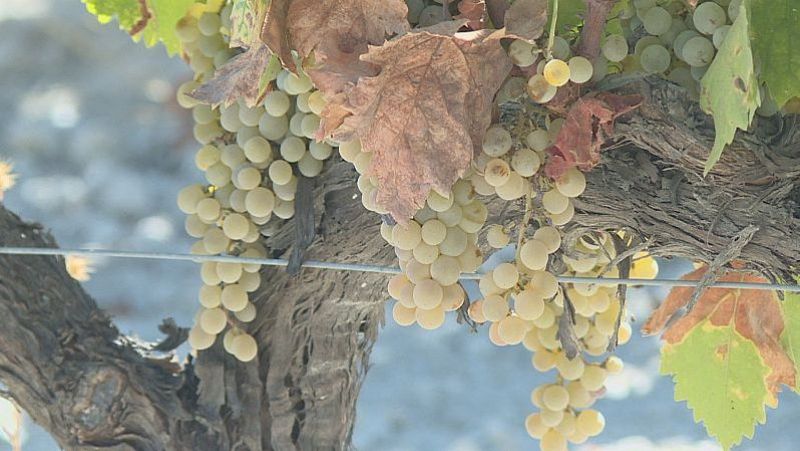 Un pas de vino - Ruta del Vino de Montilla-Moriles - 11/05/24 - escuchar ahora