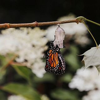 El secreto de la mariposa