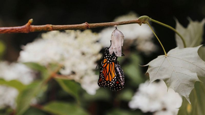 Msicas con alma - El secreto de la mariposa - 09/05/24 - escuchar ahora
