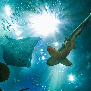 Tiburones y rayas de aguas profundas están en peligro