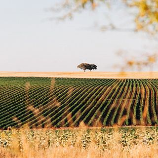 Cultivar la constancia