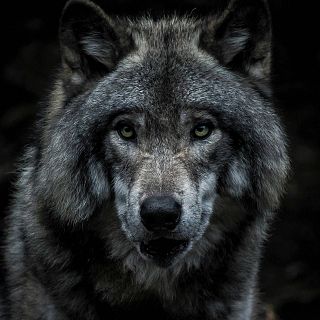 Mito y leyendas del Lobo