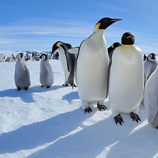 Gripe aviar en la Antártida