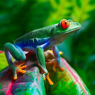 �Sobrevivieron los anfibios a la radiactividad de Chern�bil?