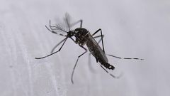 Las tardes de RNE - Los insectos se enfrentan a la extinción - 21/05/24