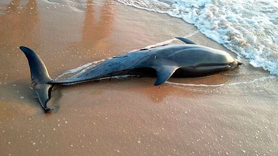 Cada cop arriben ms dofins a les costes catalanes