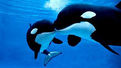 Gente despierta - 1a hora: Orcas, ballenas y cachalotes - El palabrista - 24/05/24
