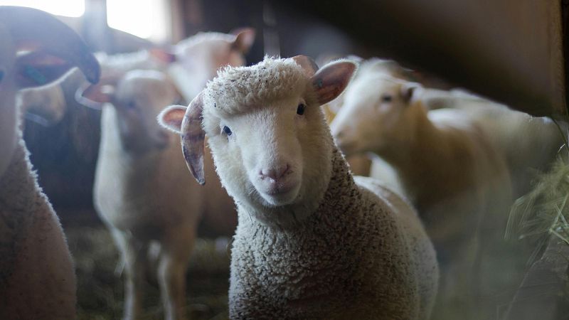 Xavifrnia - Tertlia d?actualitat: TikTok i ovelles franceses a classe