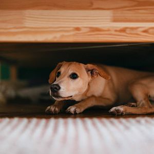 Espacio en blanco - Espacio en blanco -Animales, radares de lo paranormal- 26/05/24 - escuchar ahora