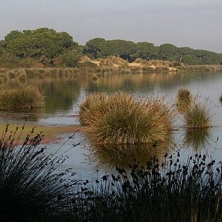 El calor seca las lagunas y marismas de Doñana