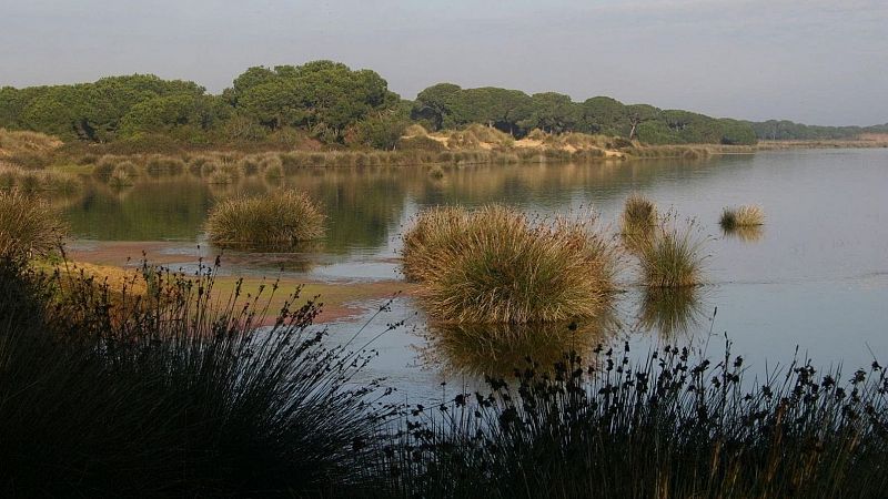 Españoles en la mar - El calor seca las lagunas y marismas de Doñana - 28/05/24 - Escuchar ahora