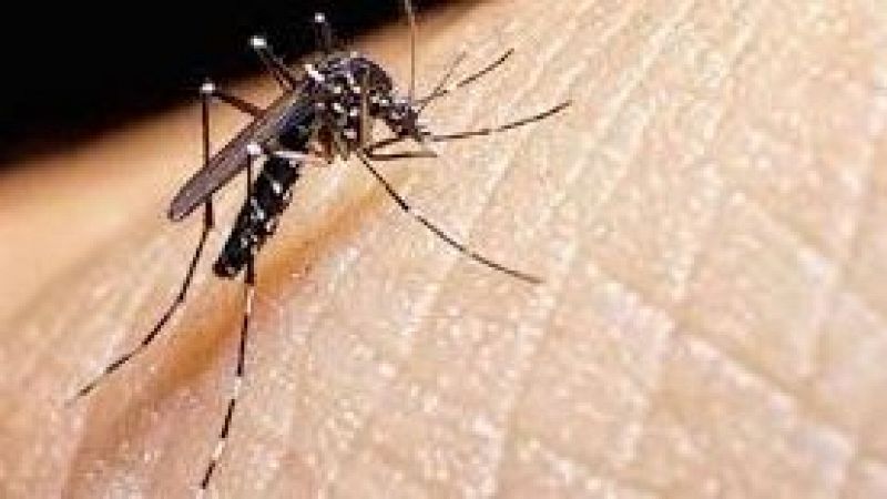 Sn 4 dies- No Man's Land: Torna el mosquit Tigre
