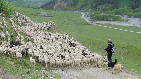 Reagrupament de ramats l'alta muntanya per prevenir atacs d'os a la Vall d'Aran