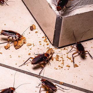 Las cucarachas: las supervivientes del mundo animal