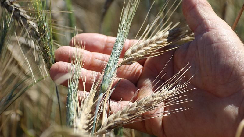 Els pagesos gironins preveuen una collita de cereal dolenta per les últimes pluges | Joan Sisquella