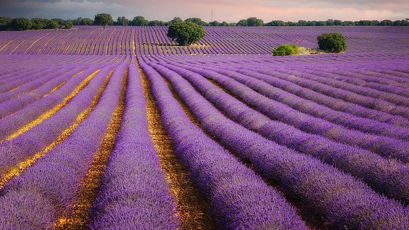 En clave turismo - La floración de la lavanda en los pueblos malvas de Burgos - 24/06/24 - Escuchar ahora