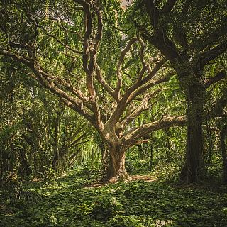 El árbol de la música