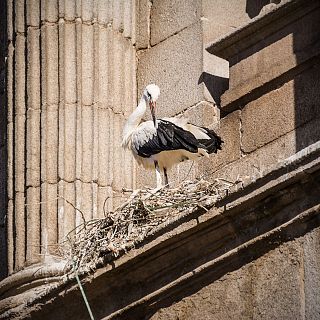 Observamos la fauna urbana de Madrid: aves y mamíferos
