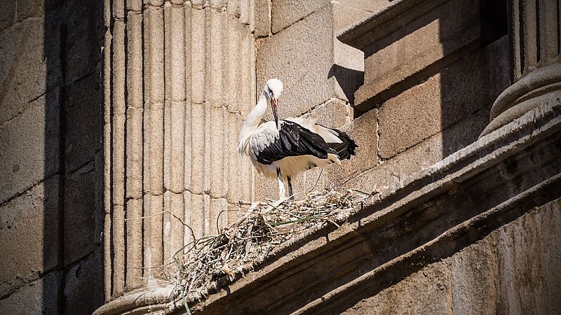 En clave turismo - Observamos la fauna urbana de Madrid: aves y mamferos - 25/06/24 - Escuchar ahora
