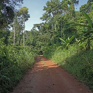 Conferencia sobre la Reserva Forestal de Bobiri, en Ghana