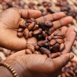 Nace la Ruta del Origen del Cacao